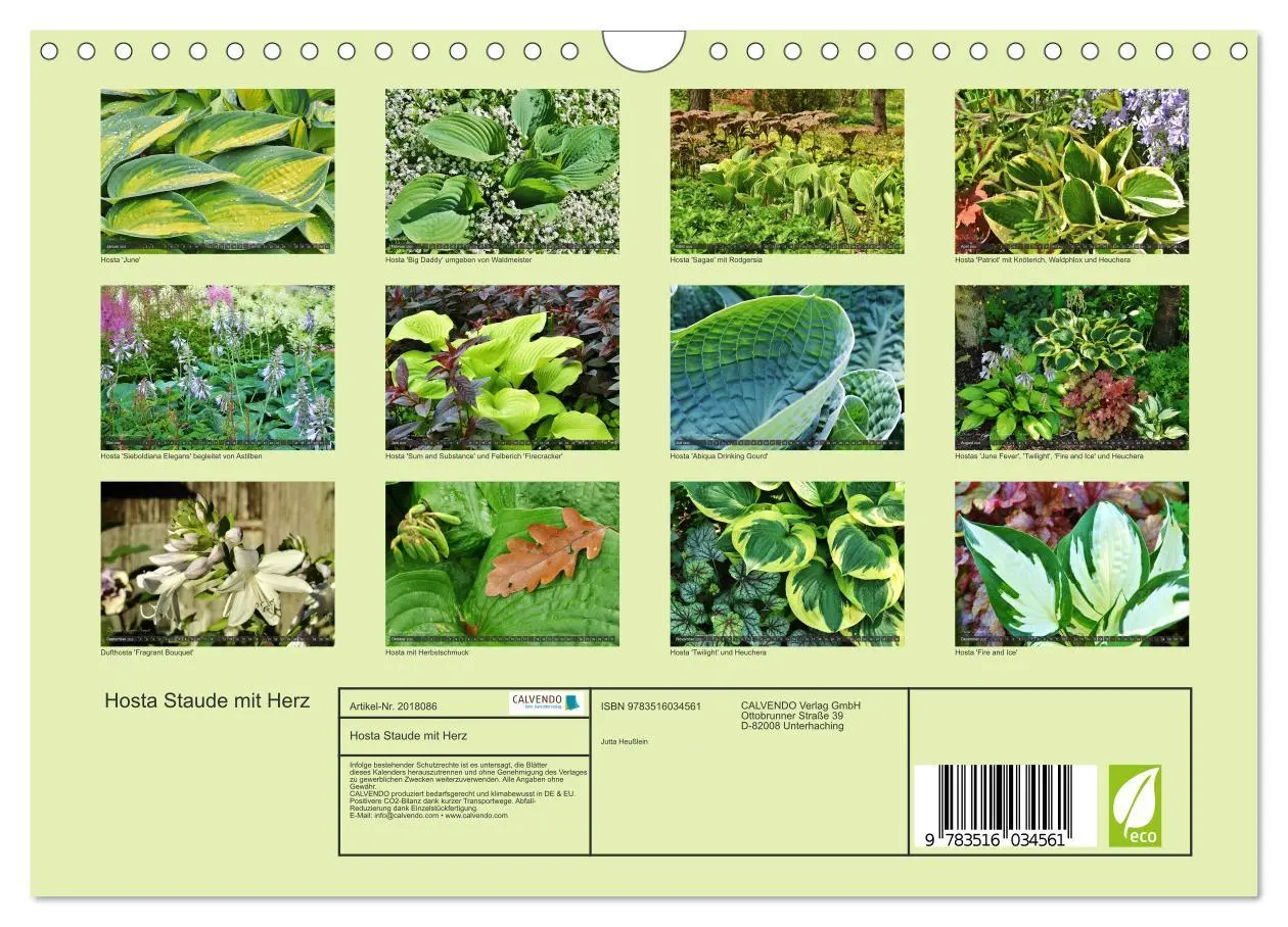 Bild: 9783516034561 | Hosta Staude mit Herz (Wandkalender 2026 DIN A4 quer), CALVENDO...
