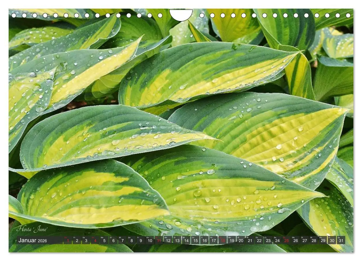 Bild: 9783516034561 | Hosta Staude mit Herz (Wandkalender 2026 DIN A4 quer), CALVENDO...