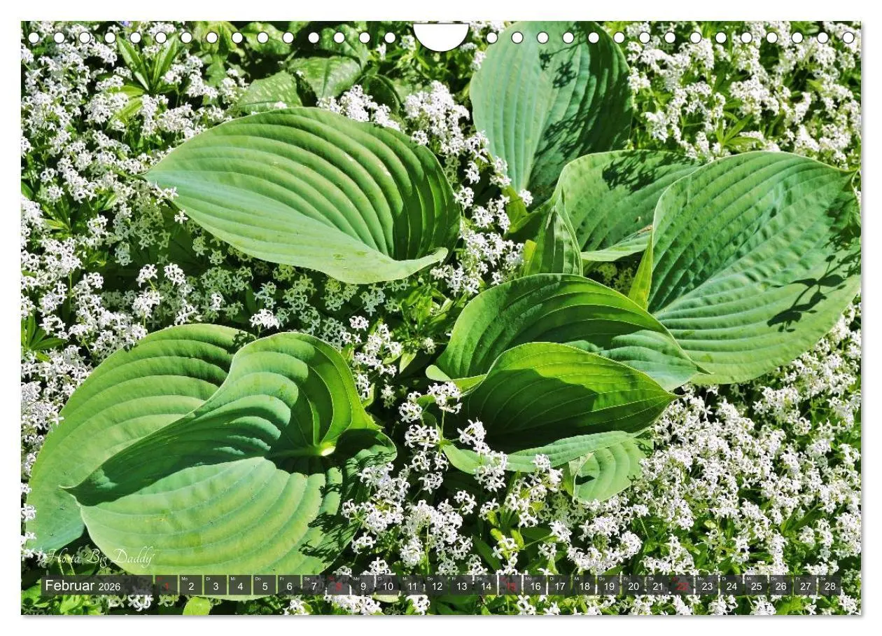 Bild: 9783516034561 | Hosta Staude mit Herz (Wandkalender 2026 DIN A4 quer), CALVENDO...