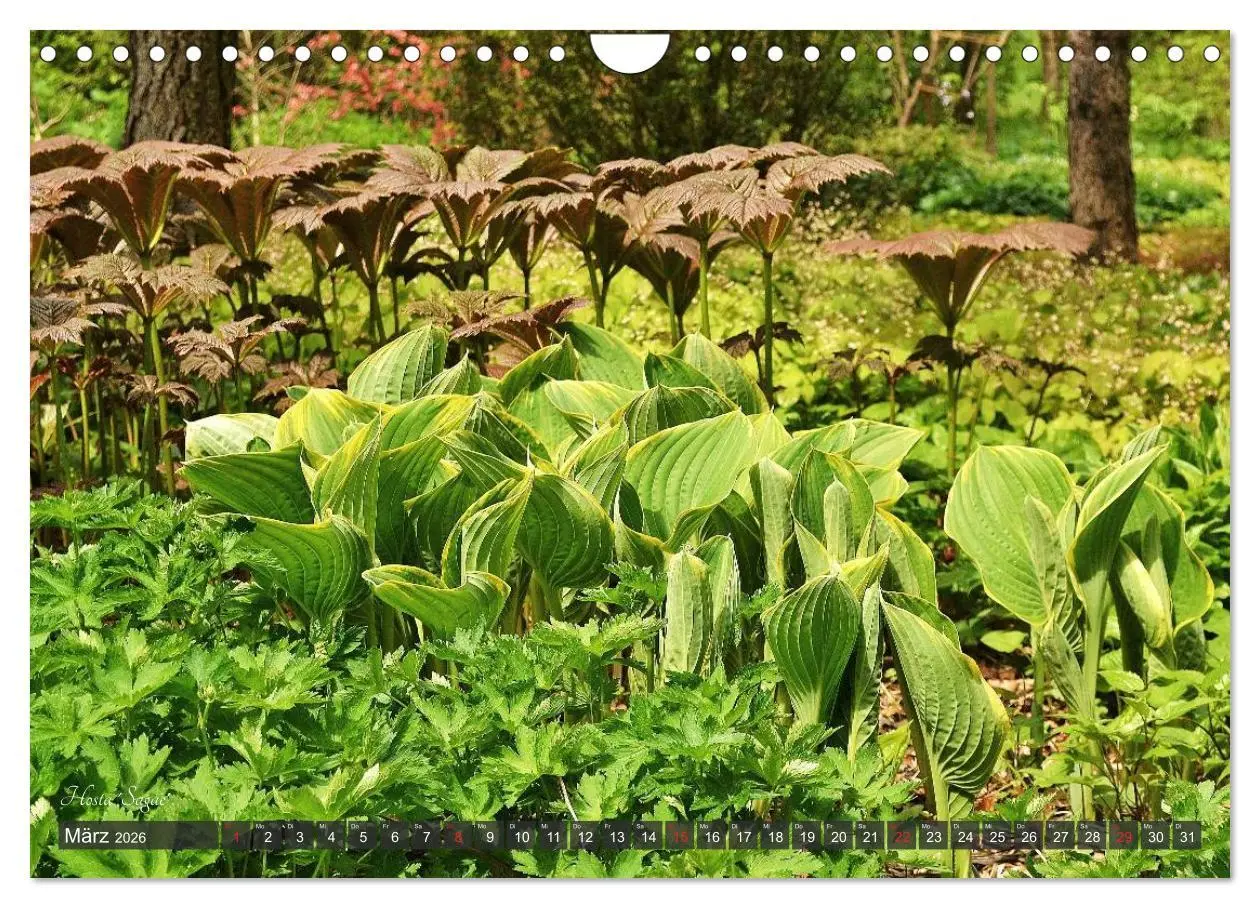 Bild: 9783516034561 | Hosta Staude mit Herz (Wandkalender 2026 DIN A4 quer), CALVENDO...