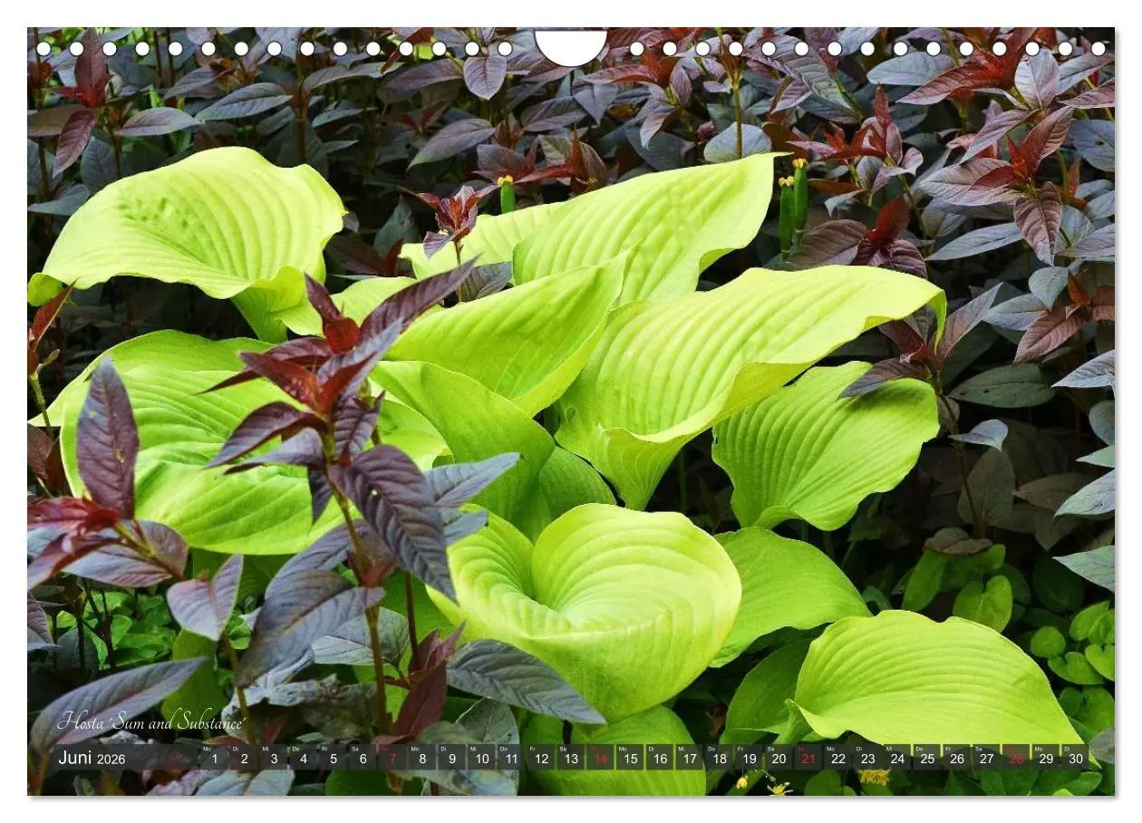 Bild: 9783516034561 | Hosta Staude mit Herz (Wandkalender 2026 DIN A4 quer), CALVENDO...