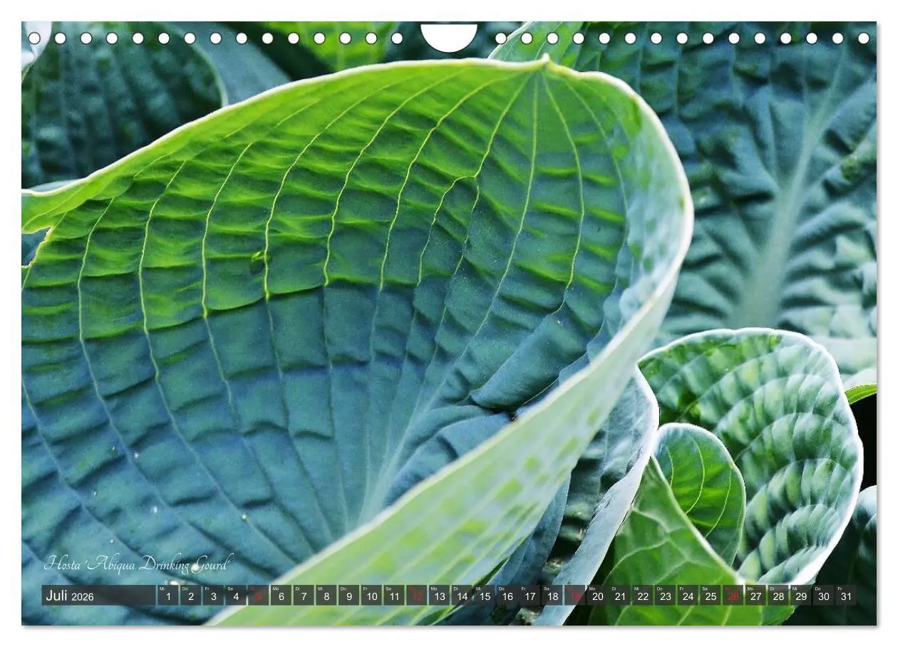 Bild: 9783516034561 | Hosta Staude mit Herz (Wandkalender 2026 DIN A4 quer), CALVENDO...