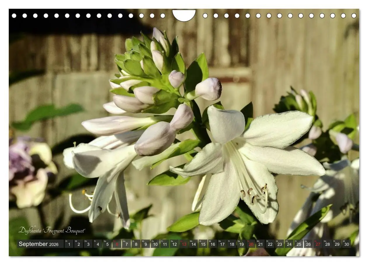 Bild: 9783516034561 | Hosta Staude mit Herz (Wandkalender 2026 DIN A4 quer), CALVENDO...