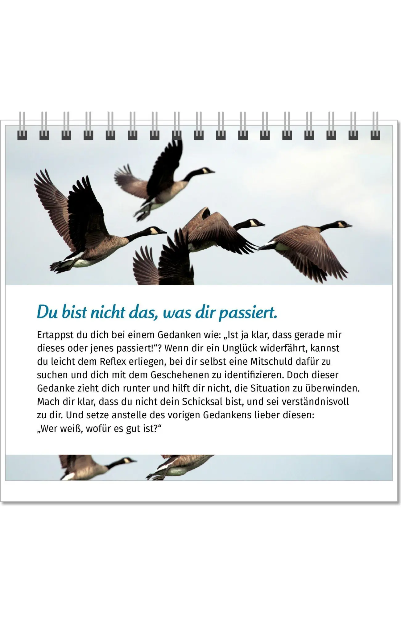 Bild: 9783910294561 | Der Lebensfreude-Tischkalender 2027 | Doris Wolf (u. a.) | Kalender