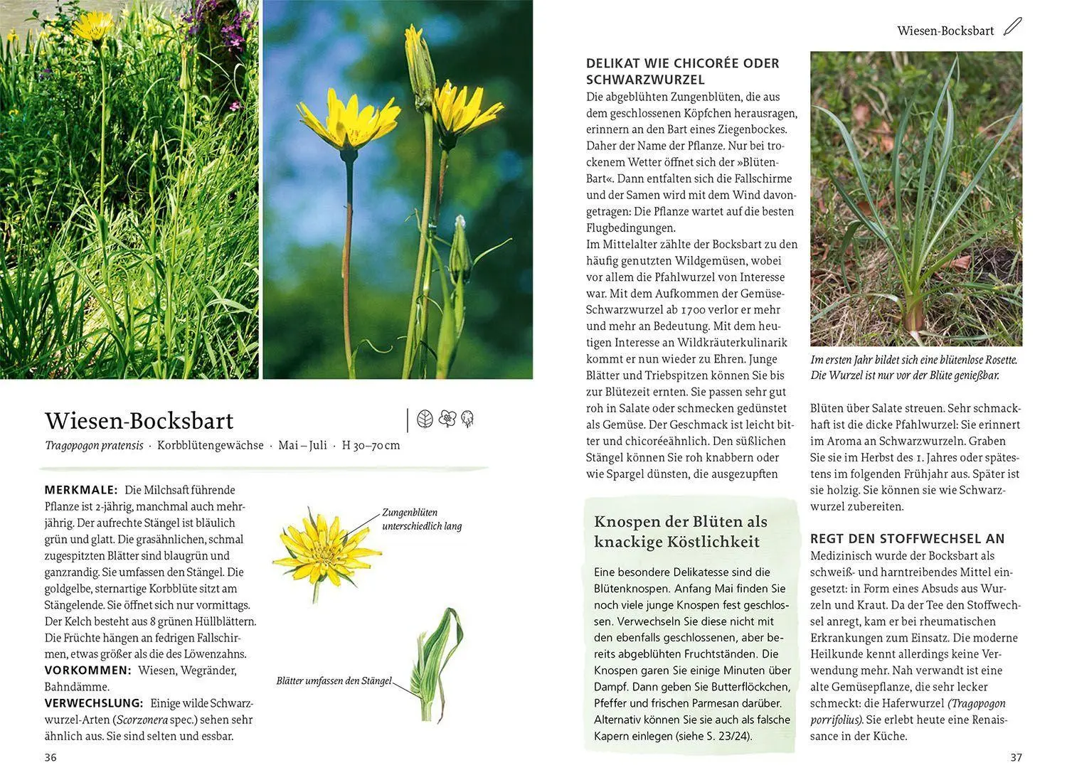Bild: 9783440174661 | Unsere essbaren Wildpflanzen | Rudi Beiser | Taschenbuch | 296 S.