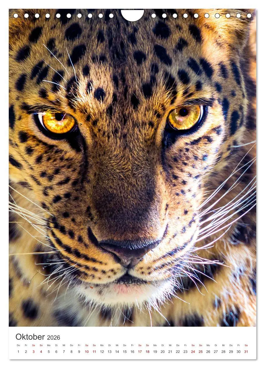 Bild: 9783516334661 | Leoparden - Die Beute im Visier. (Wandkalender 2026 DIN A4 hoch),...