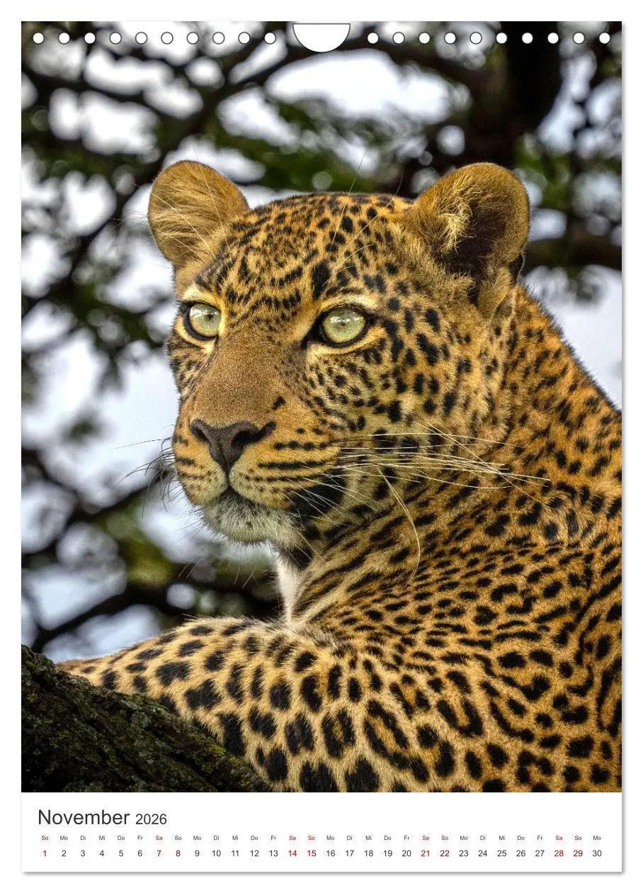 Bild: 9783516334661 | Leoparden - Die Beute im Visier. (Wandkalender 2026 DIN A4 hoch),...