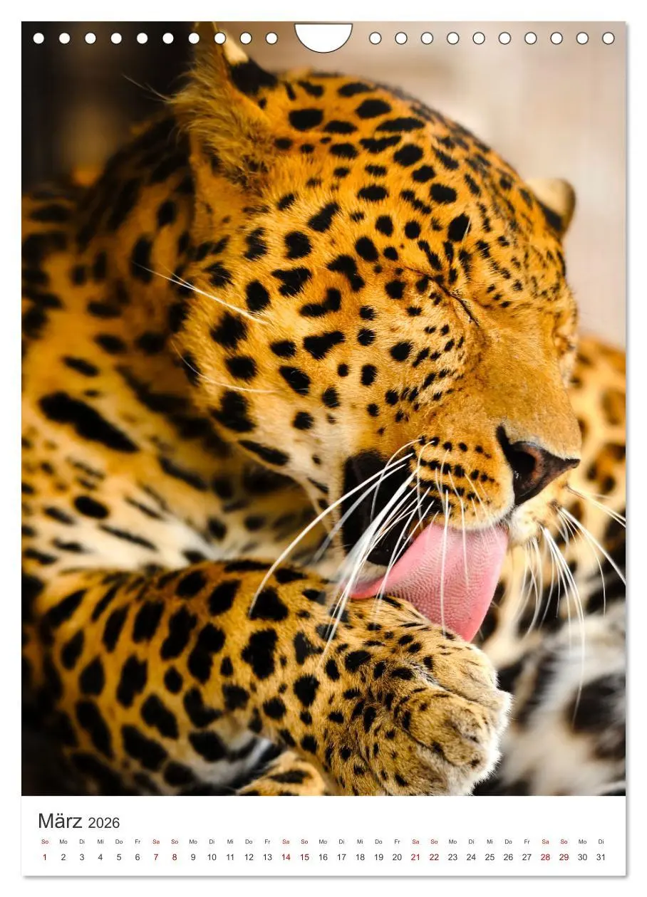 Bild: 9783516334661 | Leoparden - Die Beute im Visier. (Wandkalender 2026 DIN A4 hoch),...
