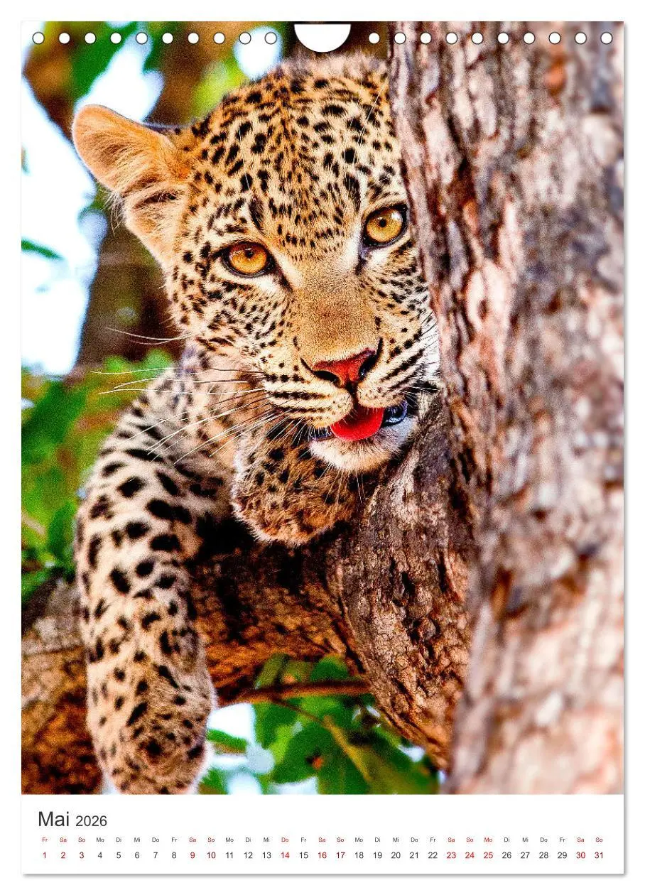 Bild: 9783516334661 | Leoparden - Die Beute im Visier. (Wandkalender 2026 DIN A4 hoch),...
