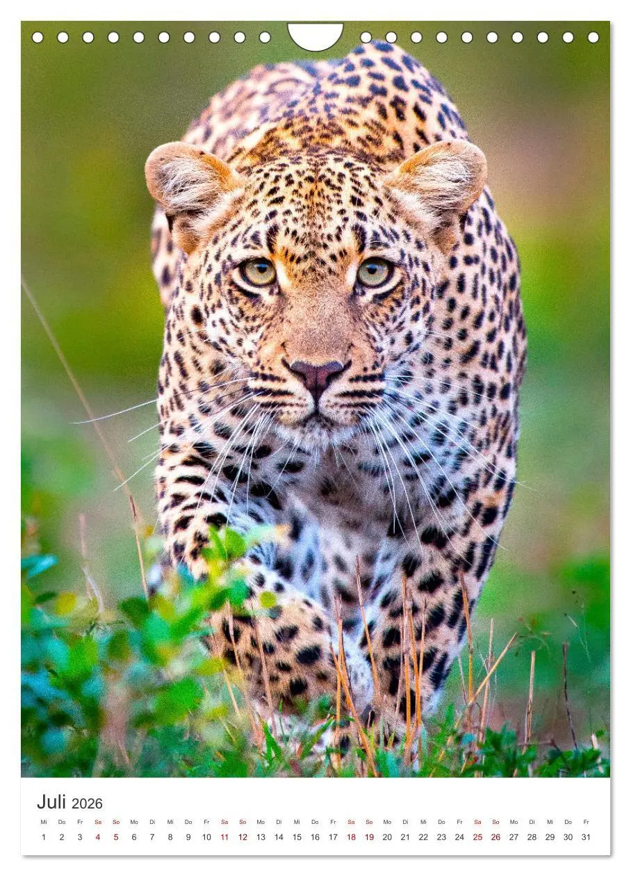 Bild: 9783516334661 | Leoparden - Die Beute im Visier. (Wandkalender 2026 DIN A4 hoch),...