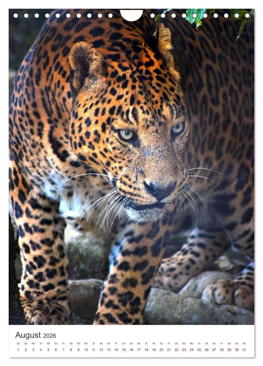 Bild: 9783516334661 | Leoparden - Die Beute im Visier. (Wandkalender 2026 DIN A4 hoch),...