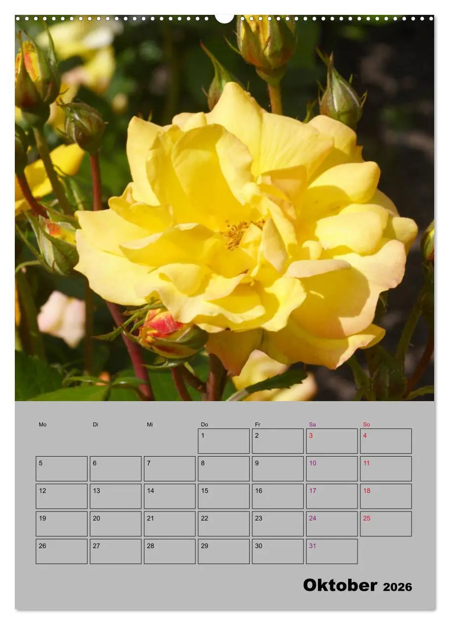 Bild: 9783516404661 | Rosen - Symbol der Liebe und Verehrung (Wandkalender 2026 DIN A2...