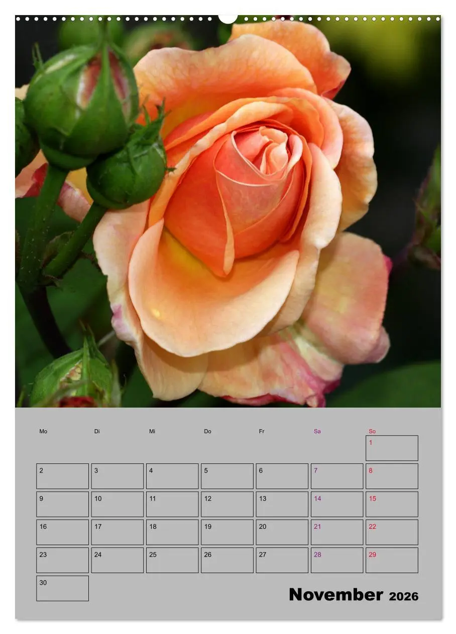 Bild: 9783516404661 | Rosen - Symbol der Liebe und Verehrung (Wandkalender 2026 DIN A2...