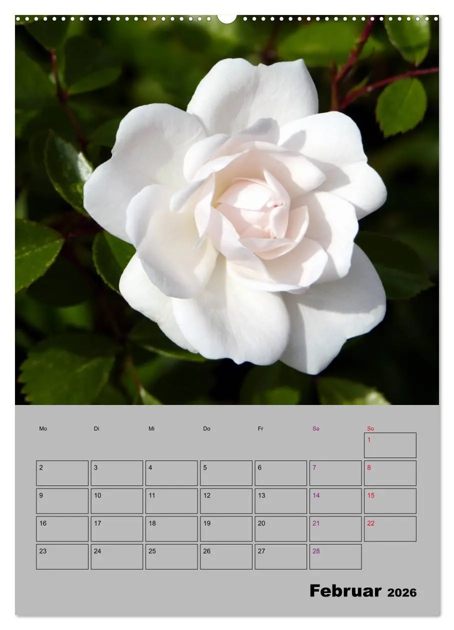 Bild: 9783516404661 | Rosen - Symbol der Liebe und Verehrung (Wandkalender 2026 DIN A2...