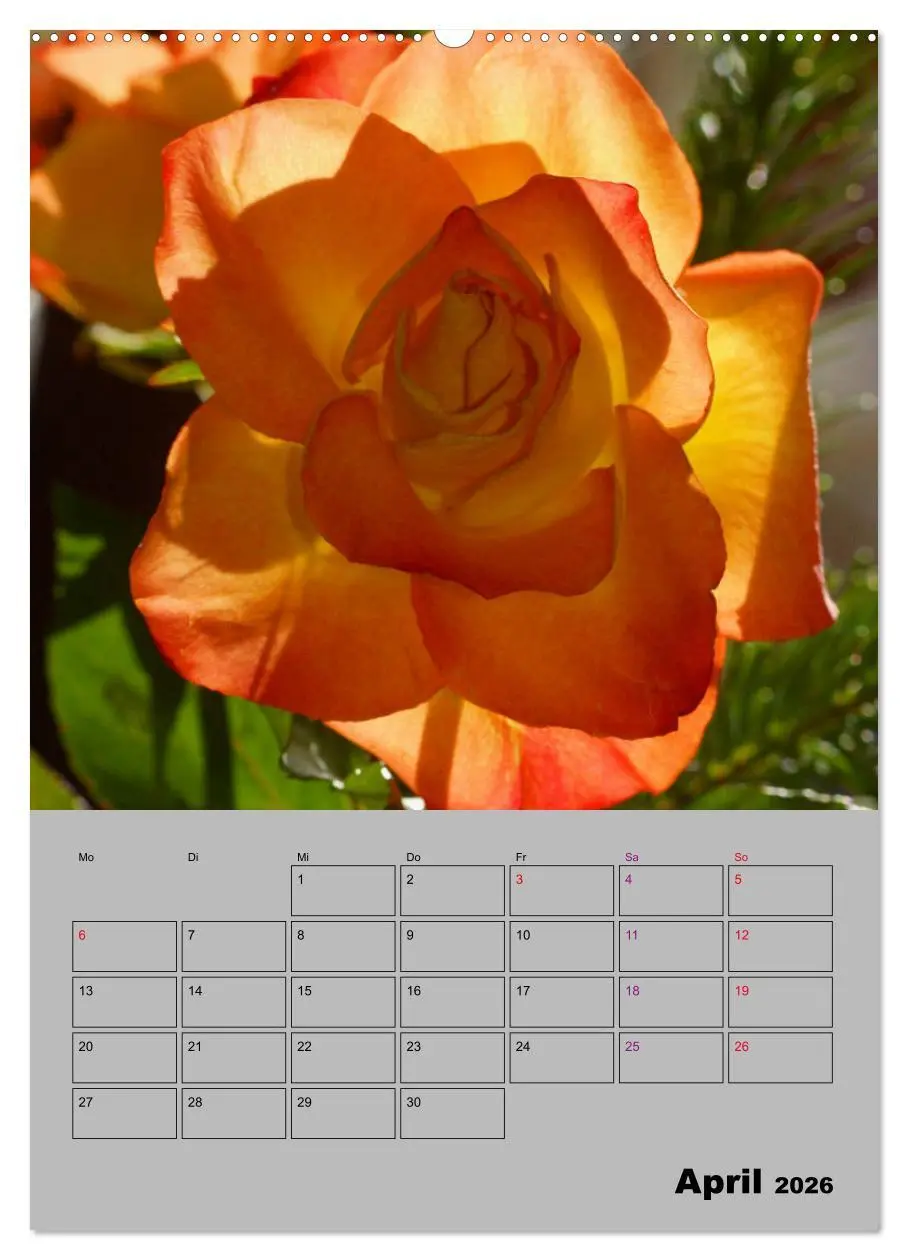 Bild: 9783516404661 | Rosen - Symbol der Liebe und Verehrung (Wandkalender 2026 DIN A2...
