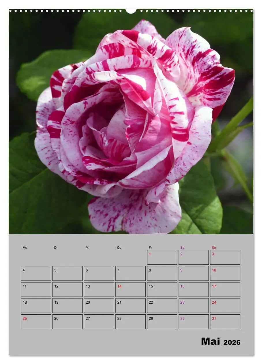 Bild: 9783516404661 | Rosen - Symbol der Liebe und Verehrung (Wandkalender 2026 DIN A2...