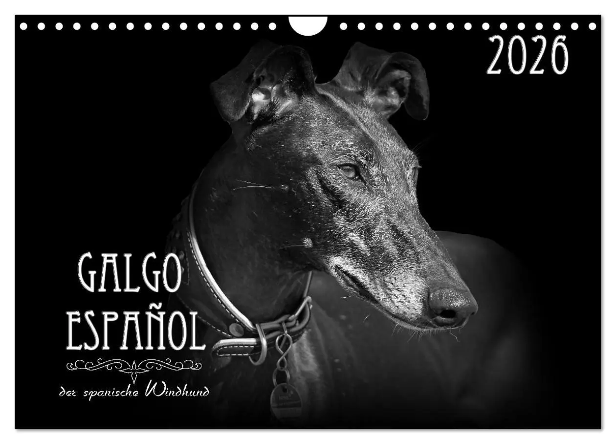 Cover: 9783457544761 | Galgo Español - der spanische Windhund 2026 (Wandkalender 2026 DIN...