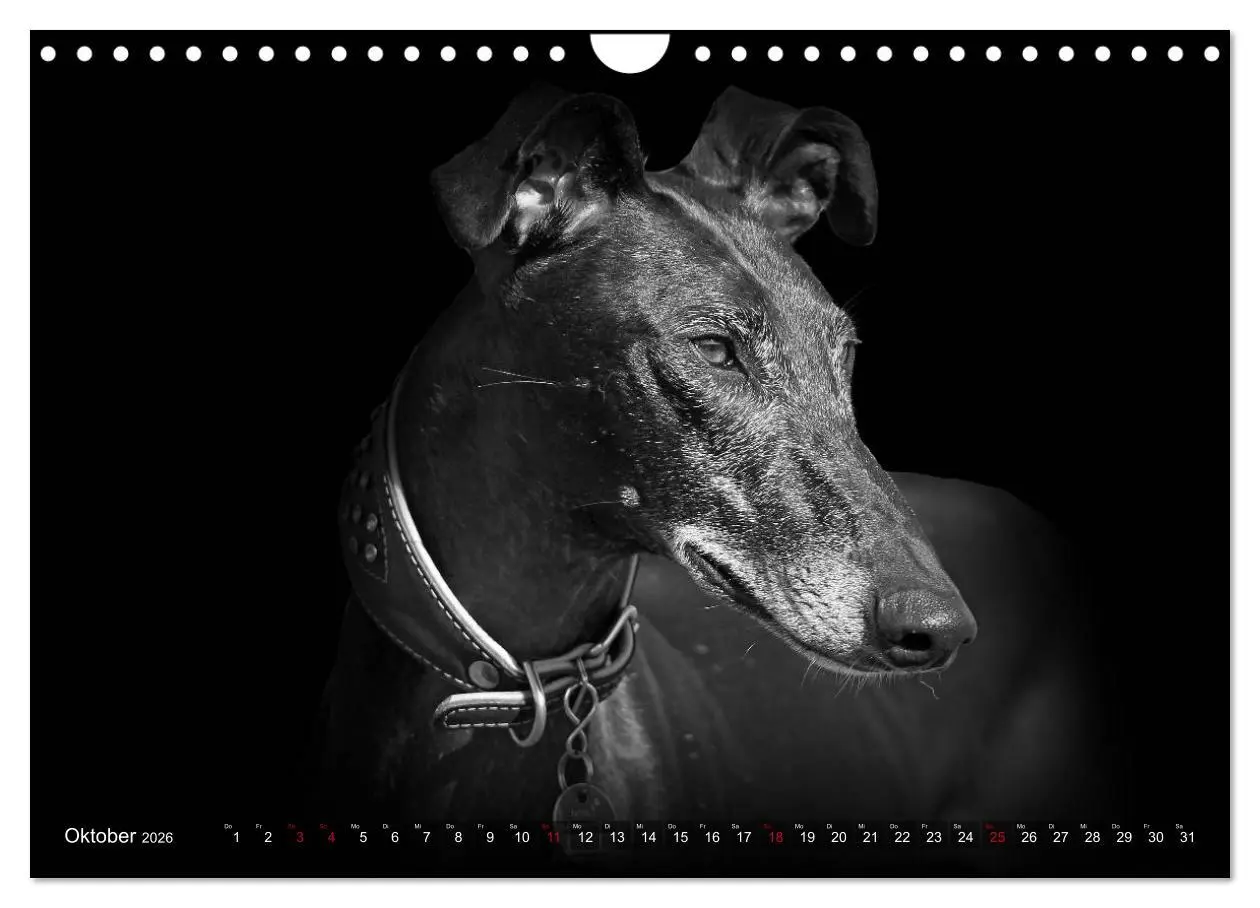 Bild: 9783457544761 | Galgo Español - der spanische Windhund 2026 (Wandkalender 2026 DIN...