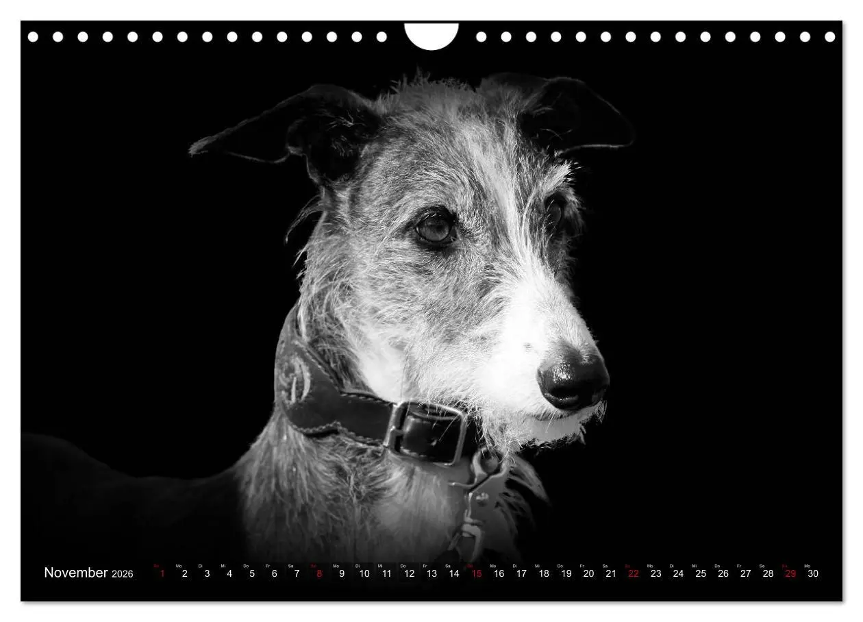 Bild: 9783457544761 | Galgo Español - der spanische Windhund 2026 (Wandkalender 2026 DIN...