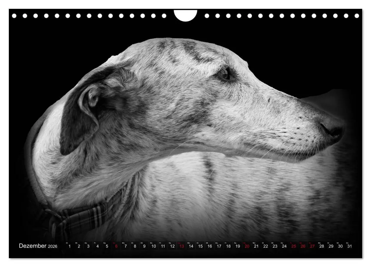 Bild: 9783457544761 | Galgo Español - der spanische Windhund 2026 (Wandkalender 2026 DIN...