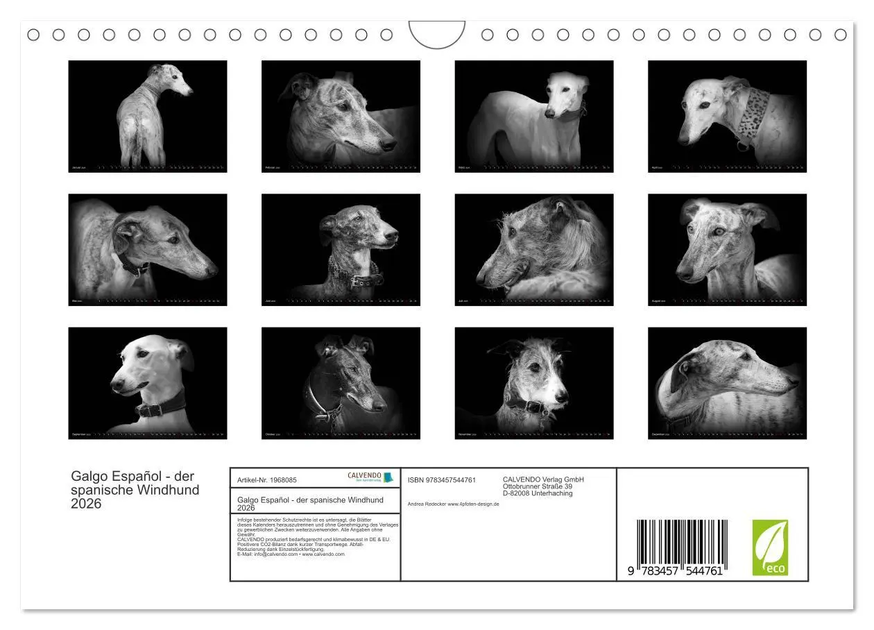 Bild: 9783457544761 | Galgo Español - der spanische Windhund 2026 (Wandkalender 2026 DIN...
