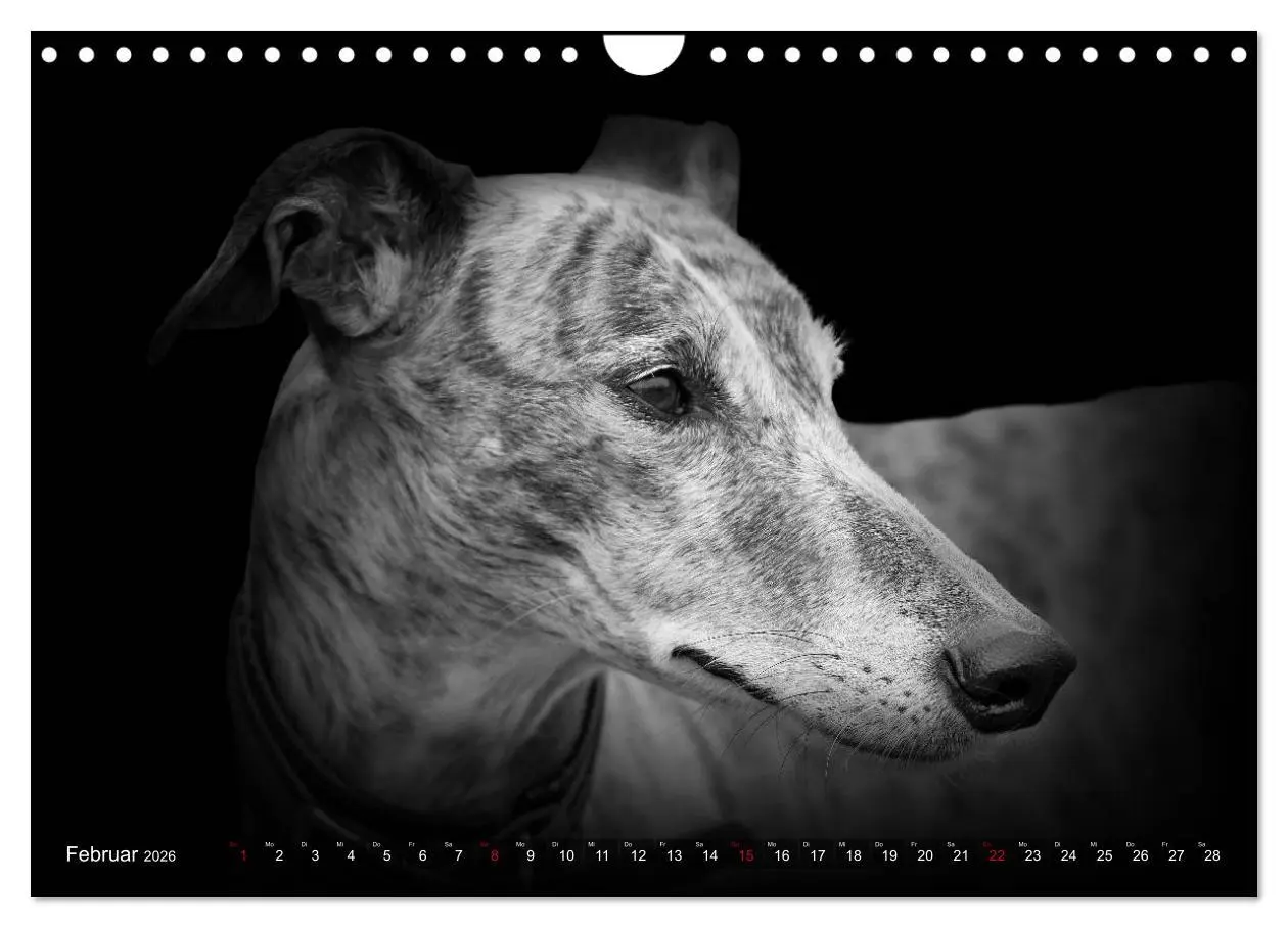 Bild: 9783457544761 | Galgo Español - der spanische Windhund 2026 (Wandkalender 2026 DIN...