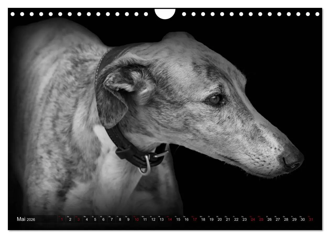 Bild: 9783457544761 | Galgo Español - der spanische Windhund 2026 (Wandkalender 2026 DIN...