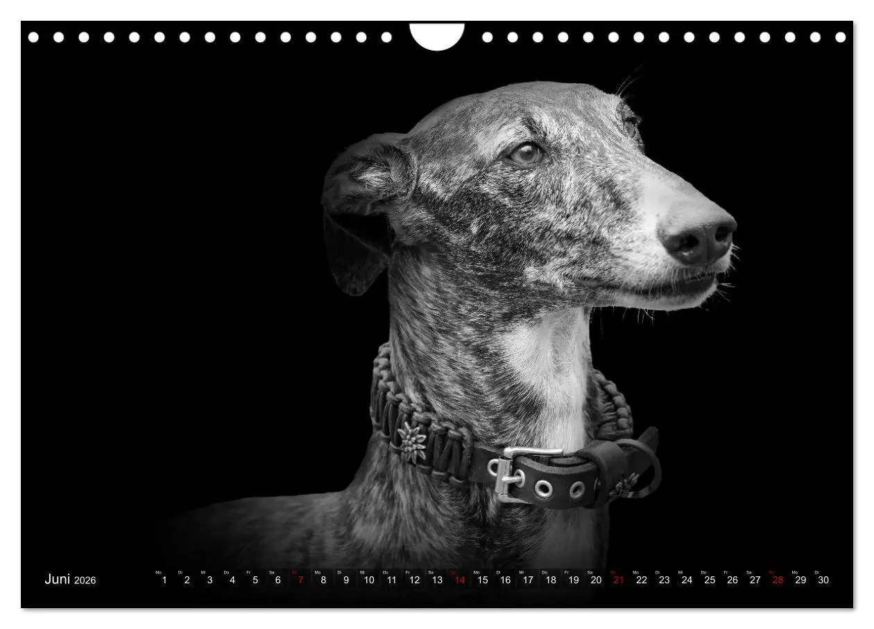 Bild: 9783457544761 | Galgo Español - der spanische Windhund 2026 (Wandkalender 2026 DIN...