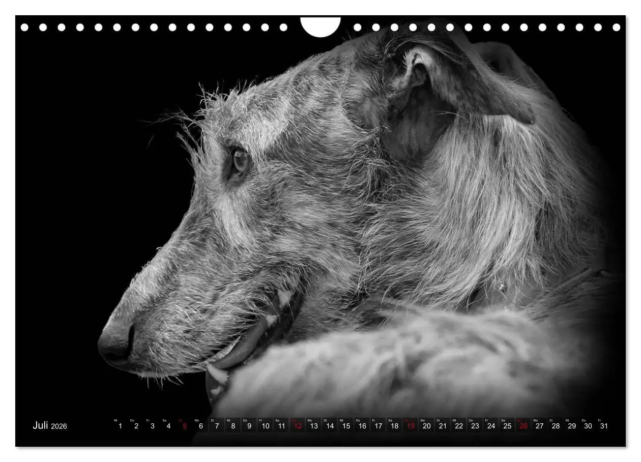 Bild: 9783457544761 | Galgo Español - der spanische Windhund 2026 (Wandkalender 2026 DIN...