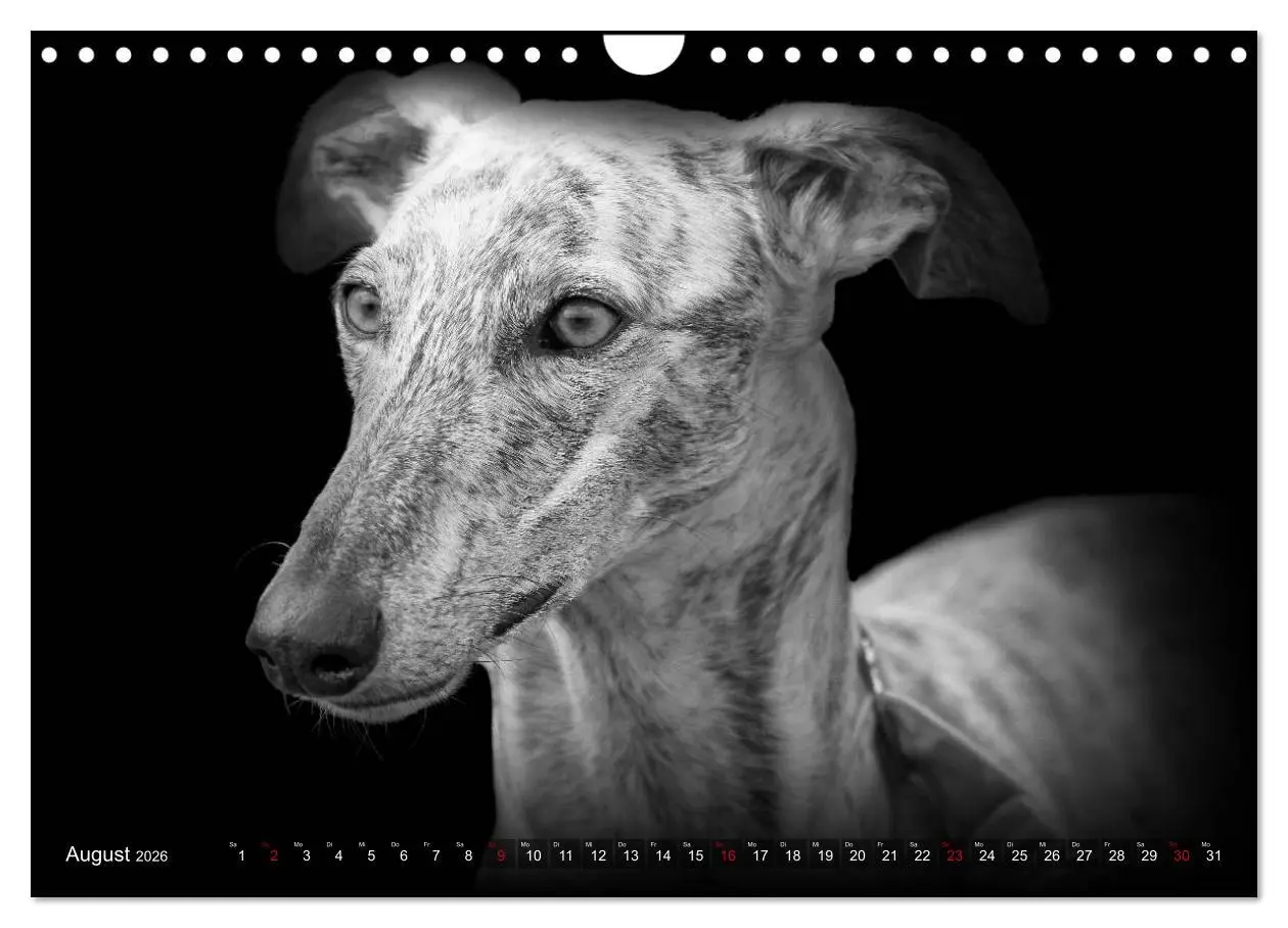 Bild: 9783457544761 | Galgo Español - der spanische Windhund 2026 (Wandkalender 2026 DIN...