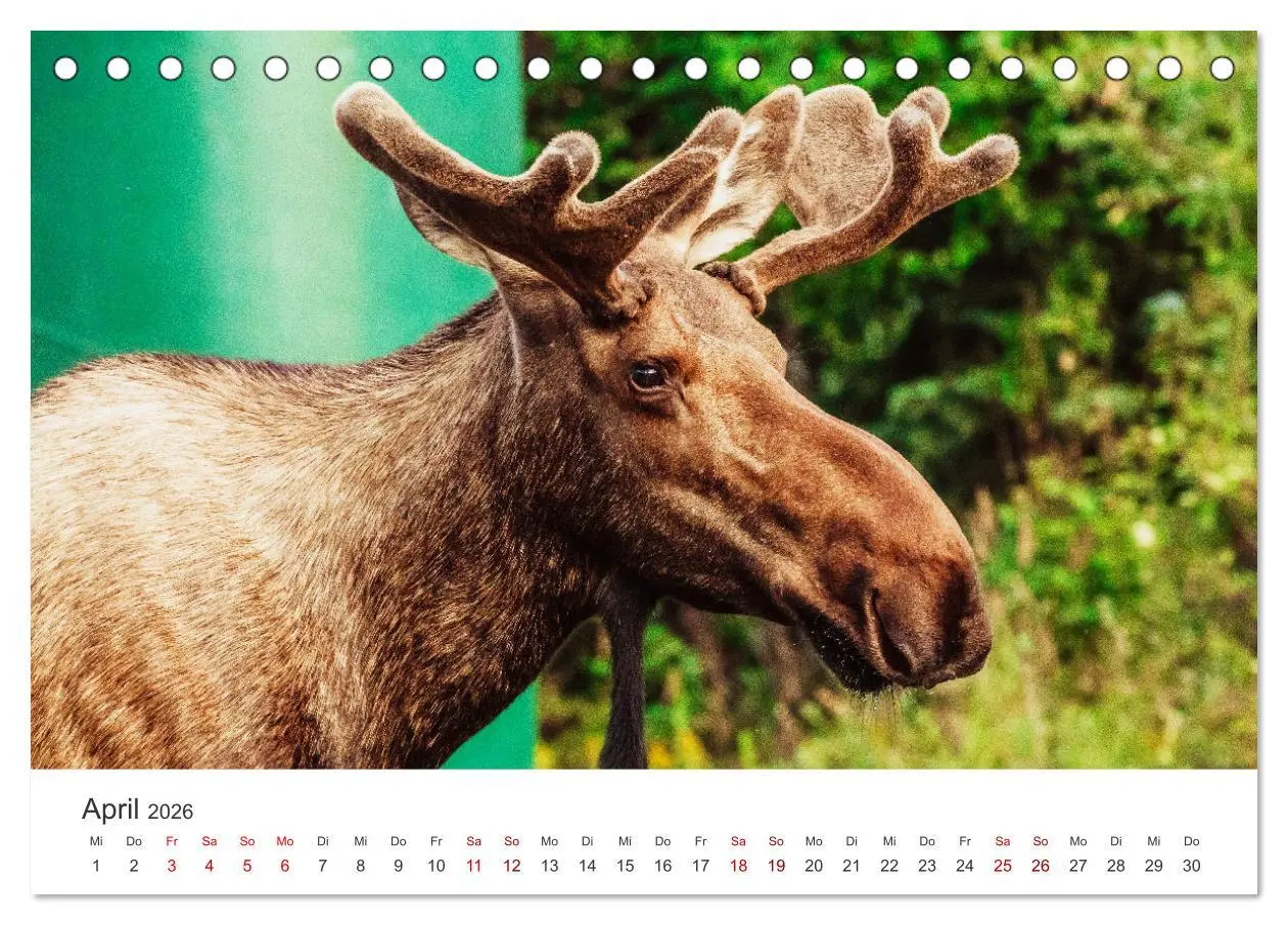 Bild: 9783457614761 | Alaska - Eine unvergessliche Reise. (Tischkalender 2026 DIN A5...