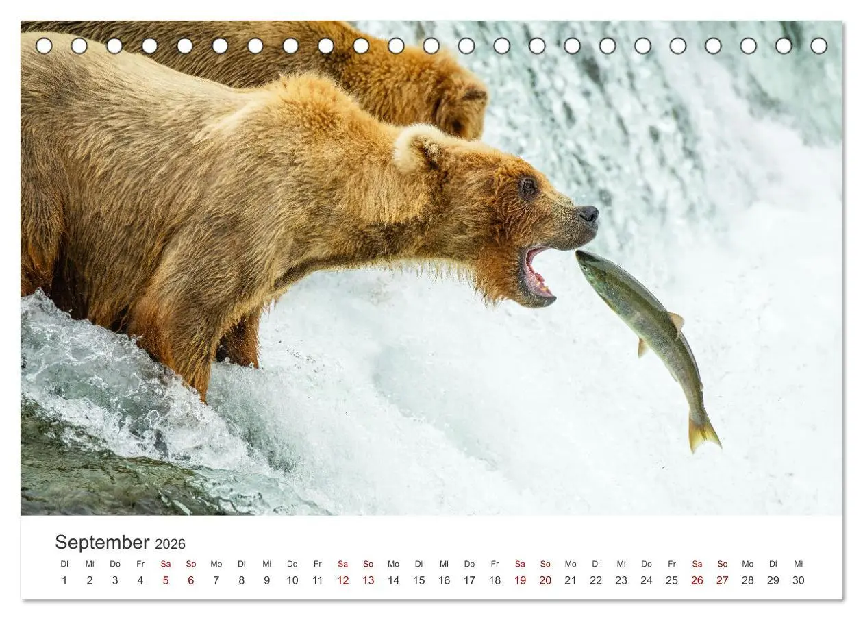 Bild: 9783457614761 | Alaska - Eine unvergessliche Reise. (Tischkalender 2026 DIN A5...