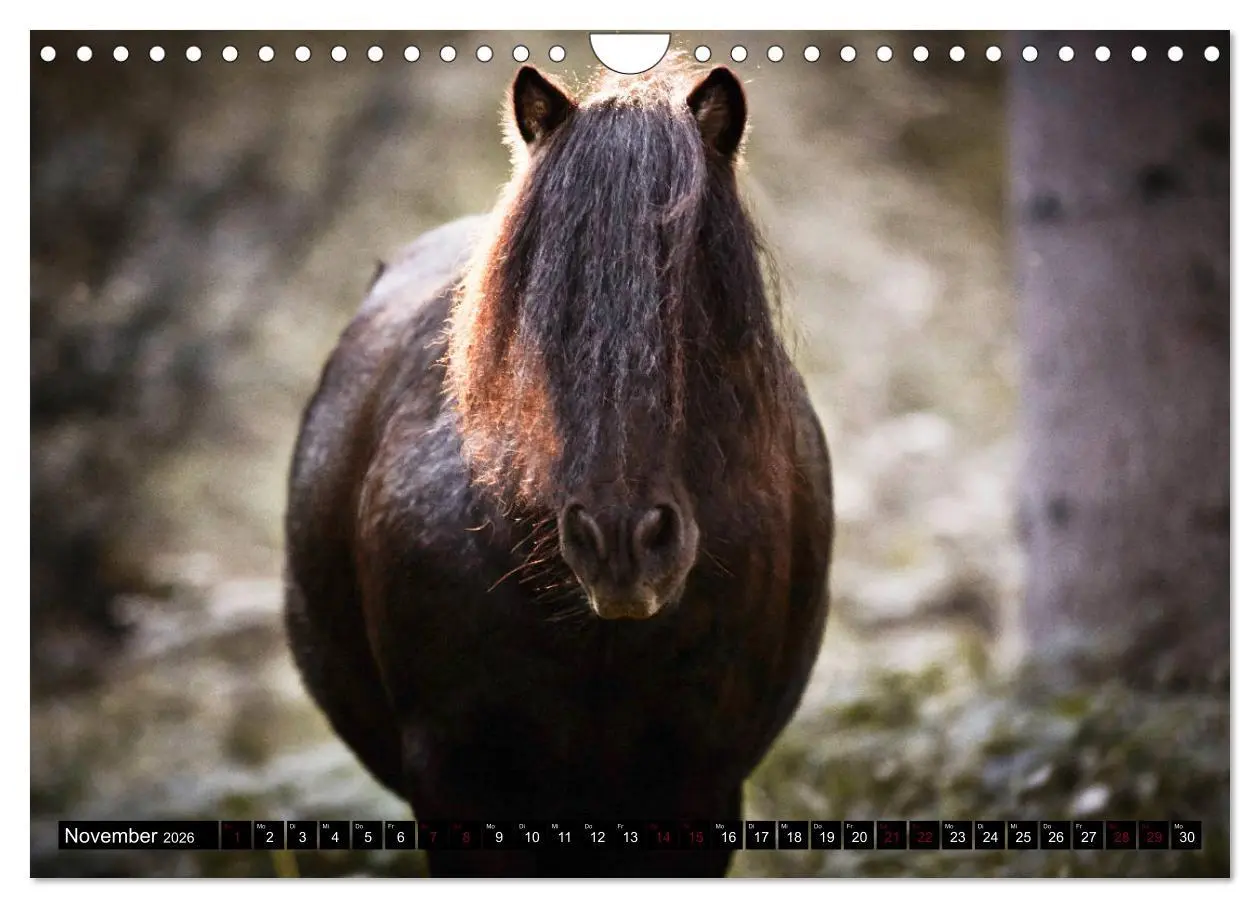 Bild: 9783457924761 | Shetlandpony Kalender (Wandkalender 2026 DIN A4 quer), CALVENDO...