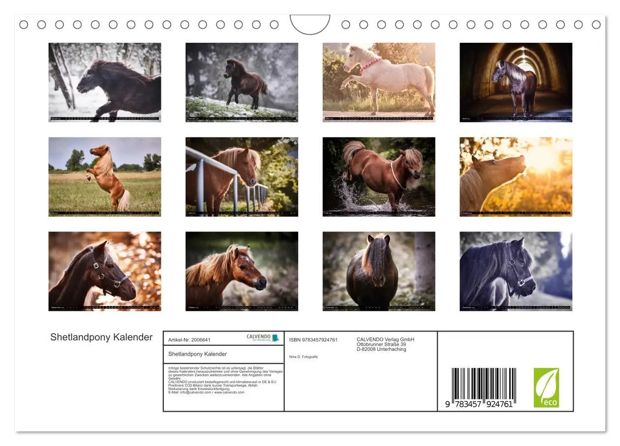 Bild: 9783457924761 | Shetlandpony Kalender (Wandkalender 2026 DIN A4 quer), CALVENDO...