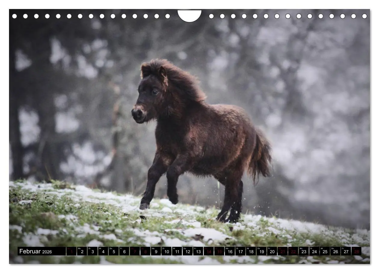 Bild: 9783457924761 | Shetlandpony Kalender (Wandkalender 2026 DIN A4 quer), CALVENDO...