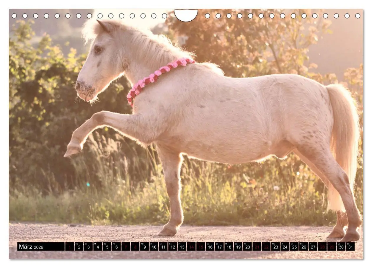 Bild: 9783457924761 | Shetlandpony Kalender (Wandkalender 2026 DIN A4 quer), CALVENDO...