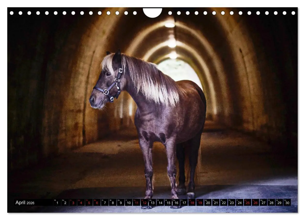 Bild: 9783457924761 | Shetlandpony Kalender (Wandkalender 2026 DIN A4 quer), CALVENDO...