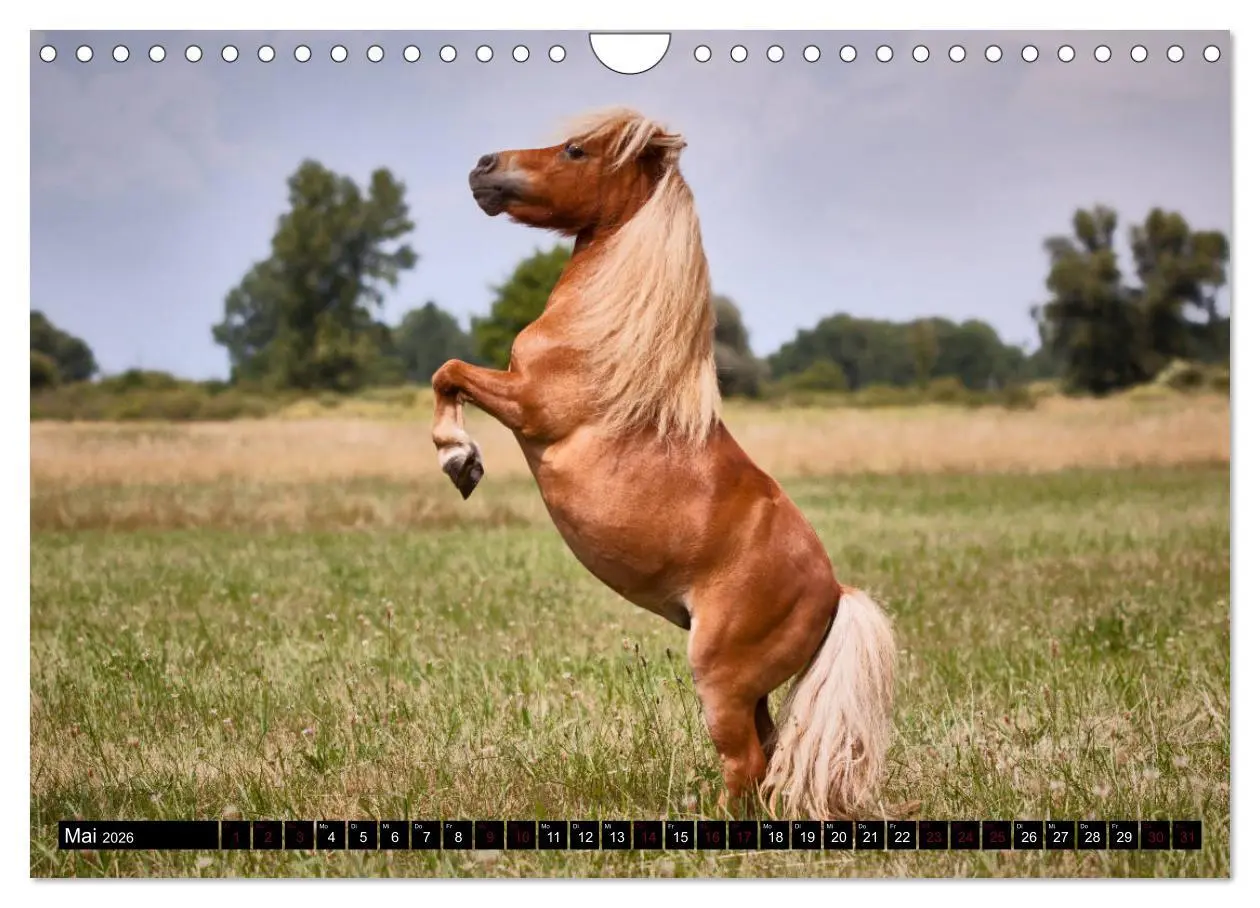 Bild: 9783457924761 | Shetlandpony Kalender (Wandkalender 2026 DIN A4 quer), CALVENDO...