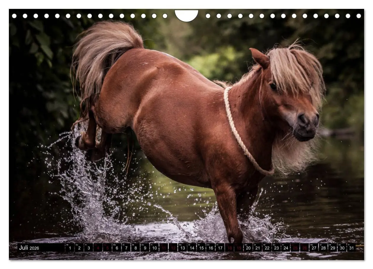 Bild: 9783457924761 | Shetlandpony Kalender (Wandkalender 2026 DIN A4 quer), CALVENDO...