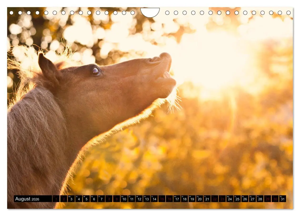 Bild: 9783457924761 | Shetlandpony Kalender (Wandkalender 2026 DIN A4 quer), CALVENDO...