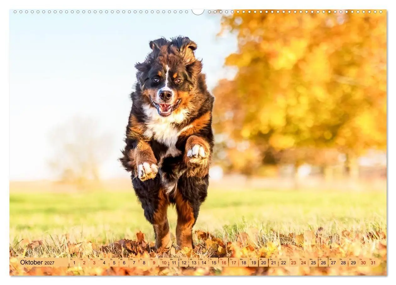Bild: 9783516874761 | Berner Sennenhunde - Mit jedem Blick ein Stück Geborgenheit...