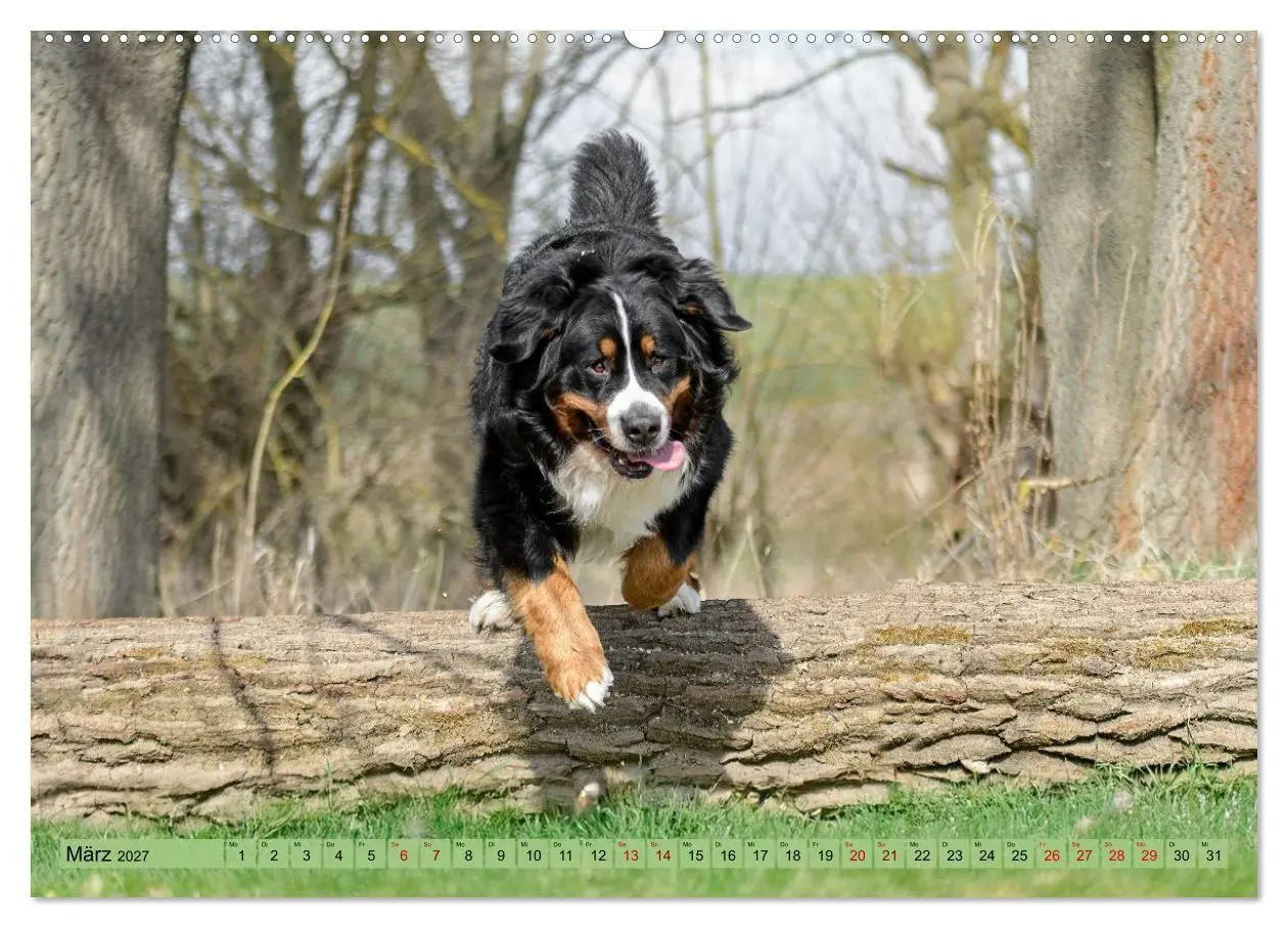 Bild: 9783516874761 | Berner Sennenhunde - Mit jedem Blick ein Stück Geborgenheit...