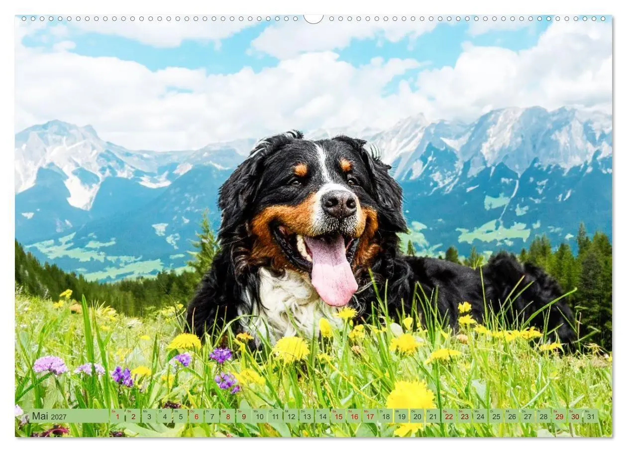 Bild: 9783516874761 | Berner Sennenhunde - Mit jedem Blick ein Stück Geborgenheit...