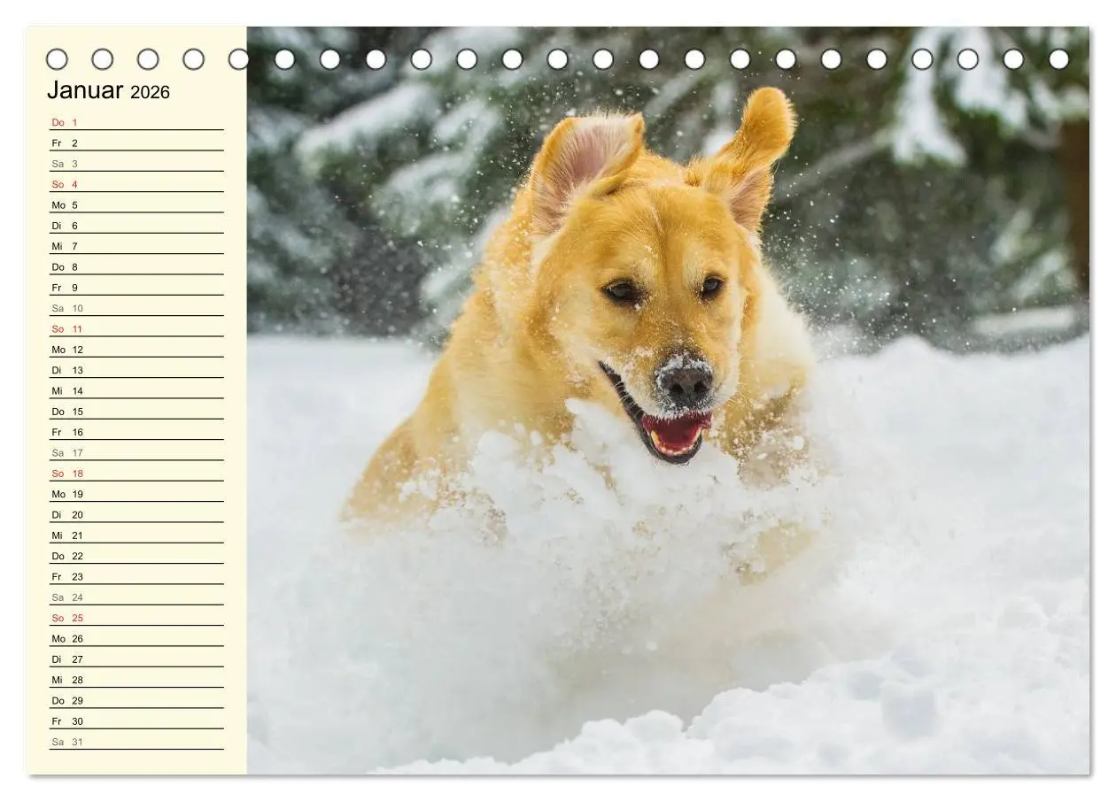 Bild: 9783516004861 | Das Glück hat einen Namen - Golden Retriever (Tischkalender 2026...