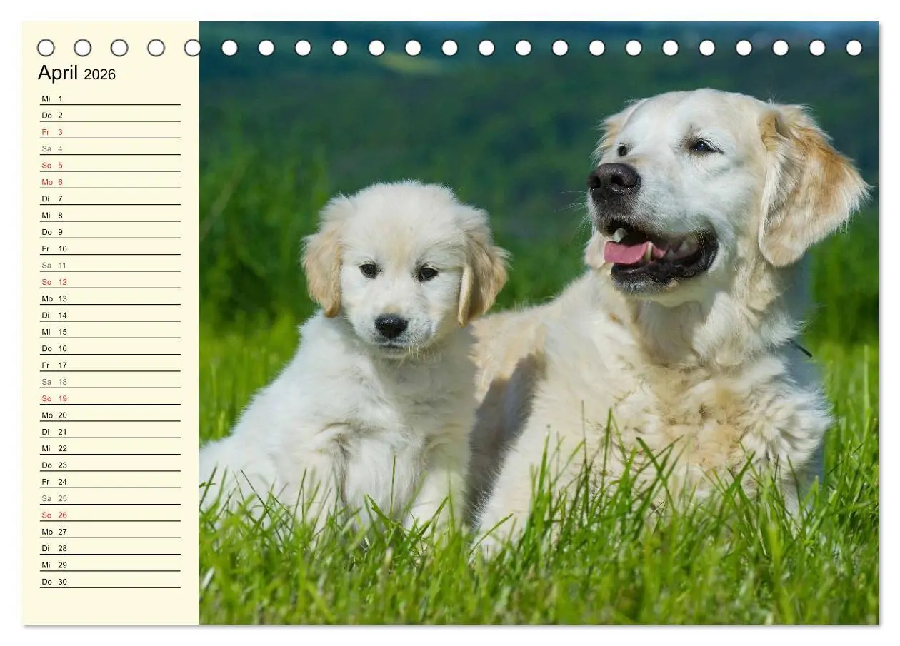 Bild: 9783516004861 | Das Glück hat einen Namen - Golden Retriever (Tischkalender 2026...