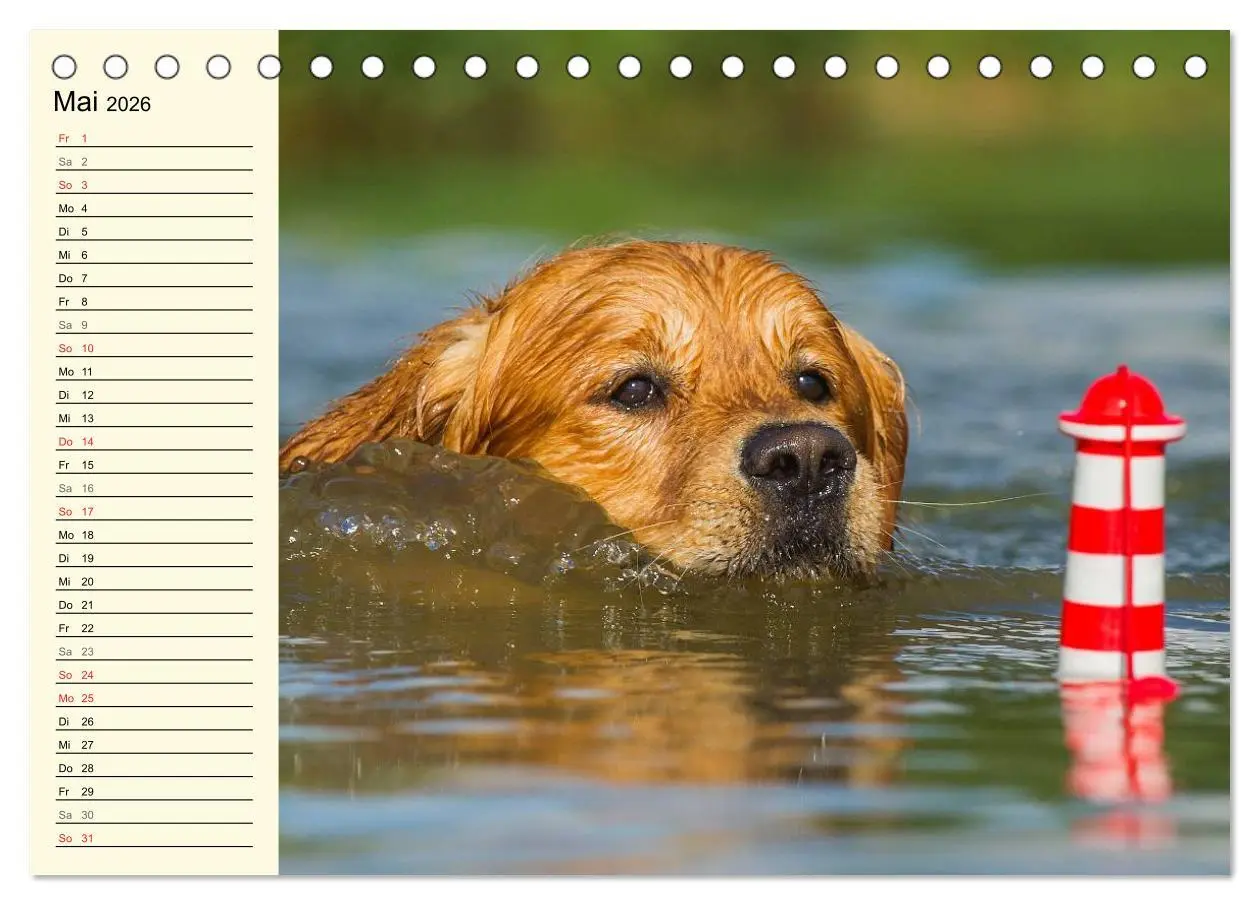 Bild: 9783516004861 | Das Glück hat einen Namen - Golden Retriever (Tischkalender 2026...