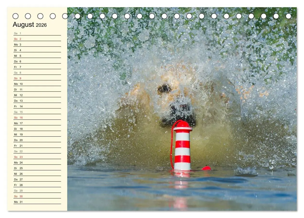 Bild: 9783516004861 | Das Glück hat einen Namen - Golden Retriever (Tischkalender 2026...
