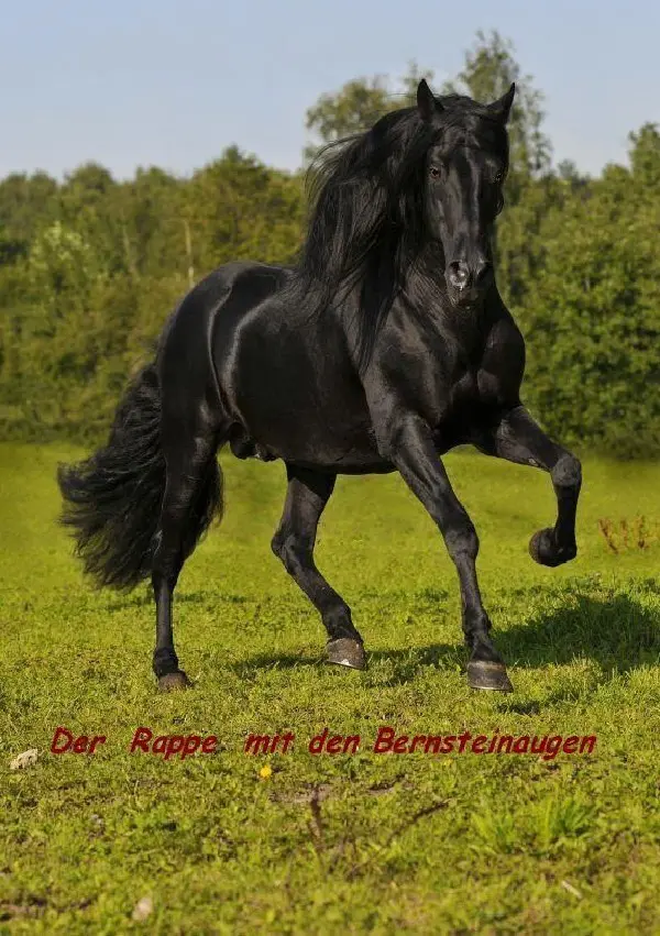 Cover: 9783750264861 | Dancer - Der Rappe mit den Bernsteinaugen | Martin Arndt | Taschenbuch