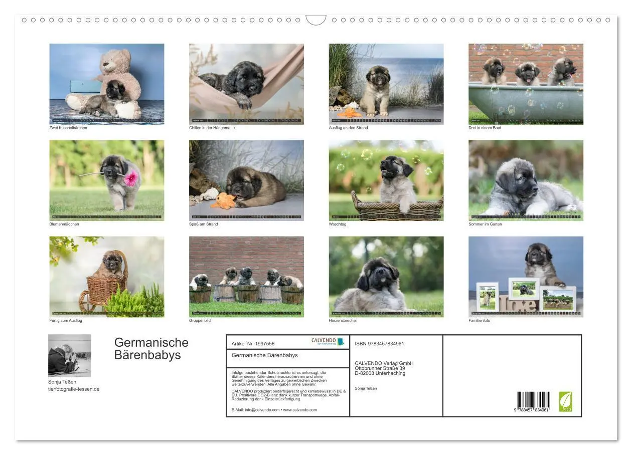 Bild: 9783457834961 | Germanische Bärenbabys (Wandkalender 2026 DIN A2 quer), CALVENDO...