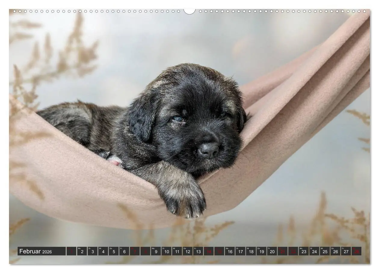 Bild: 9783457834961 | Germanische Bärenbabys (Wandkalender 2026 DIN A2 quer), CALVENDO...